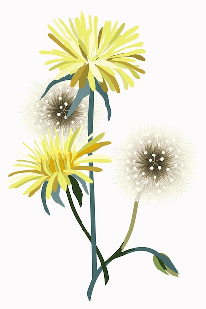 Bouquet of dandelions isolated on white background. Vector decorative floral illustration.