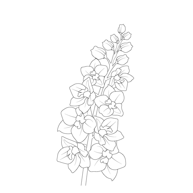 Bouquet of  Delphinium flower botanical collection with hand drawn sketch of buds illustration