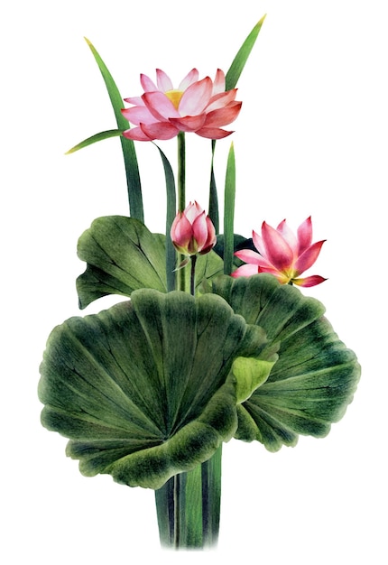 Bouquet of flowers leaves and lotus bud