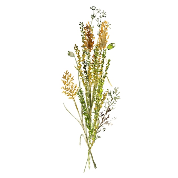 Vector a bouquet of forest wild grasses and flowers watercolor illustration on a white background