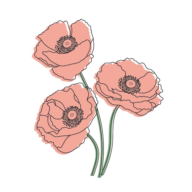 Vector bouquet of hand drawn red wildflower poppies illustration vector