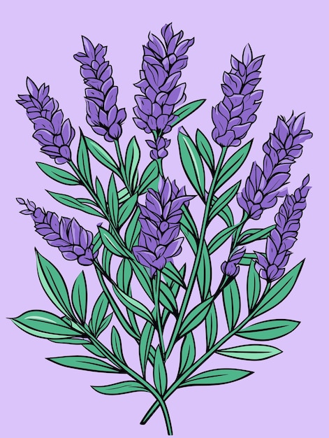 Bouquet of lavender Provence branches of purple flowers France lavender flowers vector