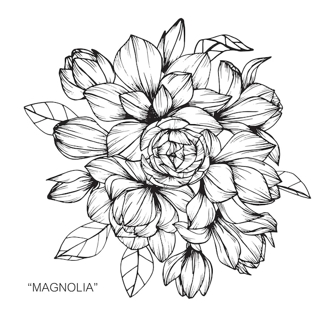 Mazzo dell'illustrazione del disegno del fiore della magnolia