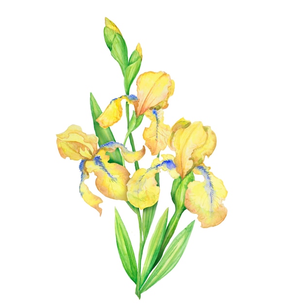 벡터 노란 창포 수채화 손으로 그린 그림의 꽃다발 잎이있는 꽃 꽃다발
