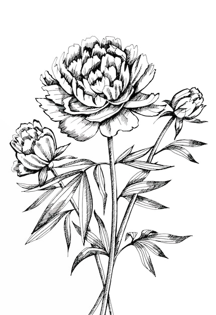 Mazzo di peonie