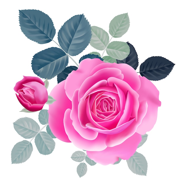 Vector bouquet of pink rose.