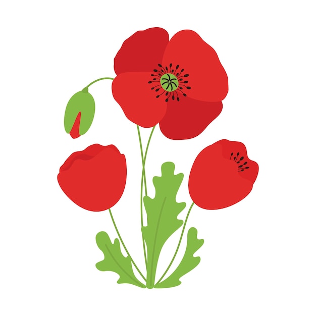 Vector bouquet of poppy flowers