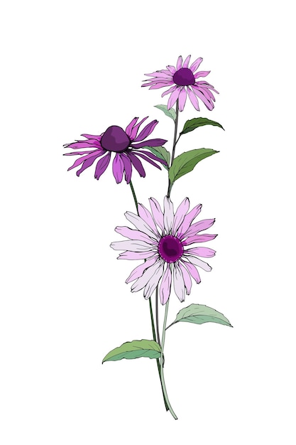 Vector bouquet of purple flowers rudbeckia