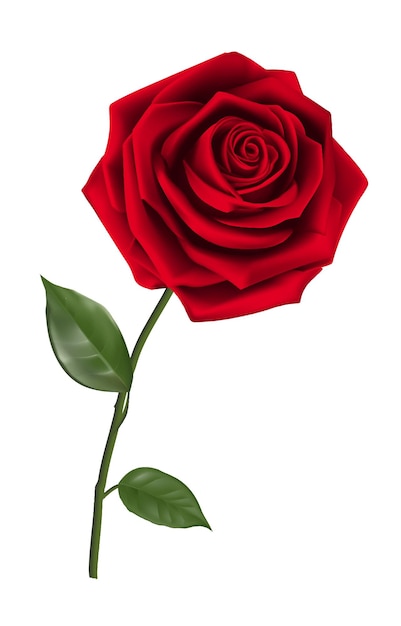 A bouquet of red roses in a clear glass vase on a white background for Valentines Day and love