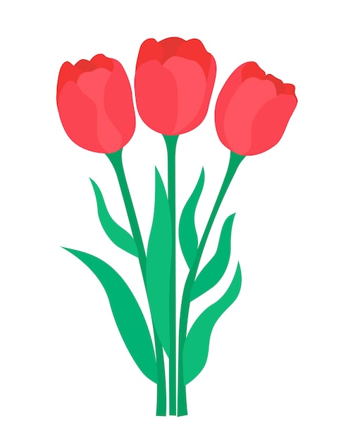 Bouquet scarlet tulips vector illustration