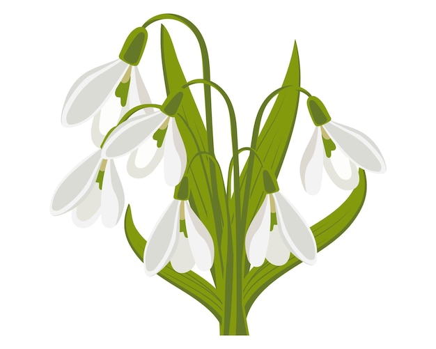 Bouquet of snow-white snowdrops on a white background Floral spring background, print, vector