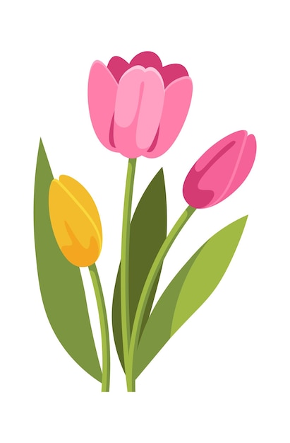 Bouquet of tulips Floral design element Vector illustration