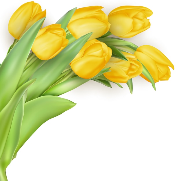 Букет из тюльпанов День матери цветы на белом фоне.