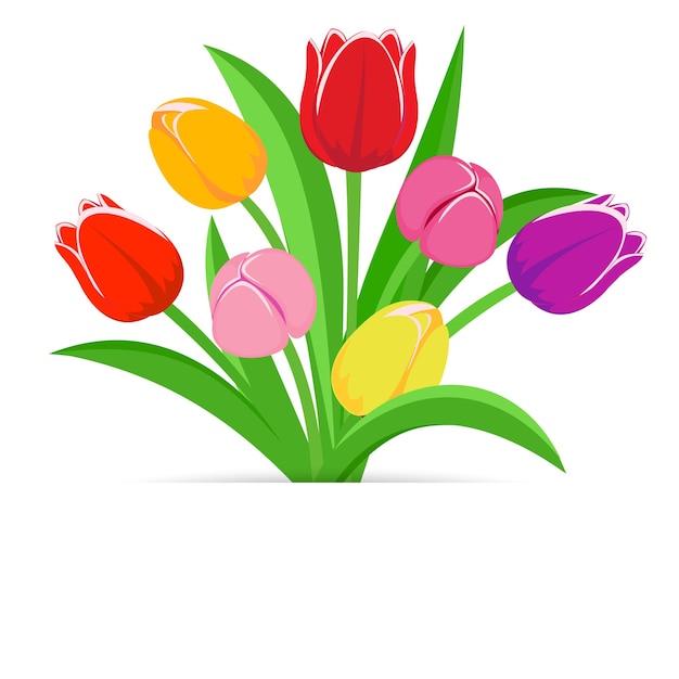 Vector bouquet of tulips vector illustration