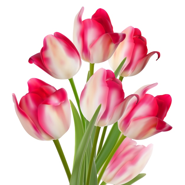 Vector bouquet of tulips  on white.