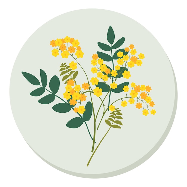 Bouquet van mimosa bloemen vector