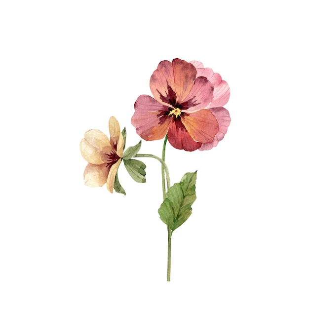 제비꽃 수채화 삽화의 꽃다발