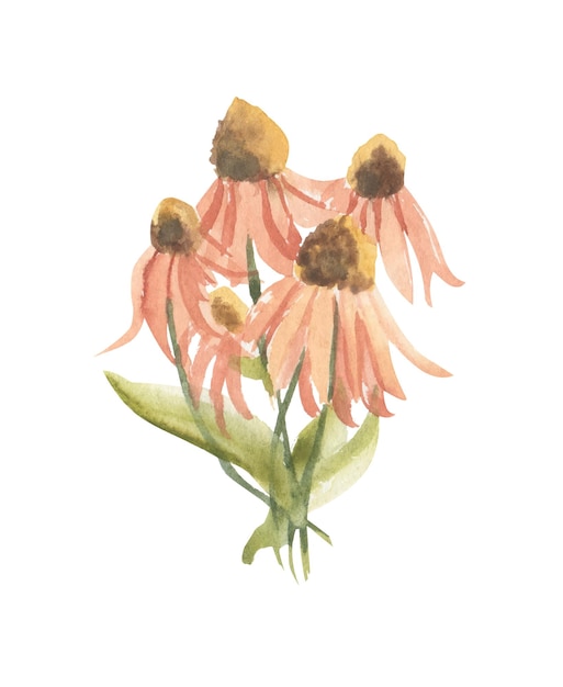 Vector bouquet of watercolor echinacea flowers