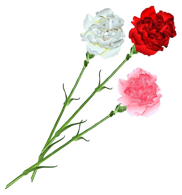 Bouquet of white, pink and red carnations