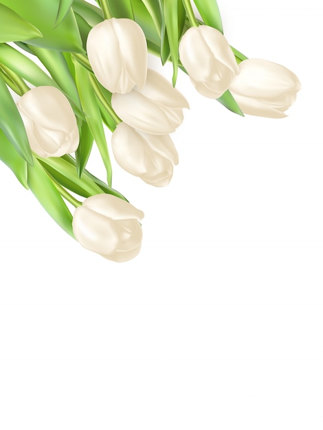 Vector bouquet of white tulip flowers