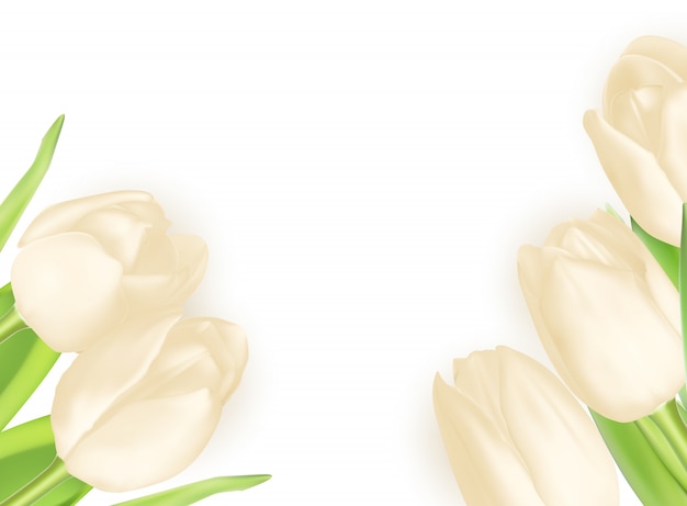 Vector bouquet of white tulips.