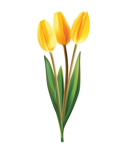 Vettore bouquet di tulipani gialli su fondo bianco. illustrazione realistica