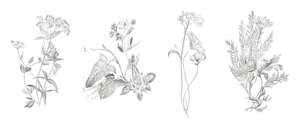 Bouquets of field plants drawn in pencil