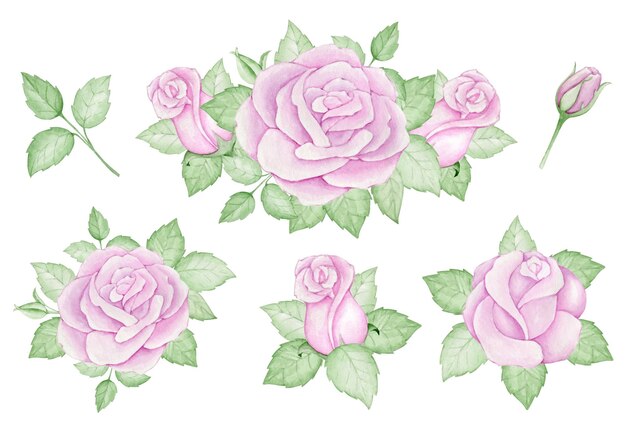 Bouquets pink flowers and leaves watercolor set of plants on an isolated background