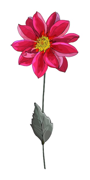 Vector bourgondische dahlia bloem hand getrokken