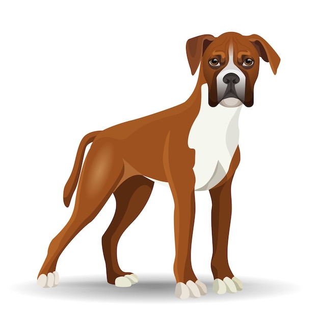 Vector boxer dog full length vector illustration isolated on white. medium-sized, short-haired breed of canine with smooth and tight-fitting coat