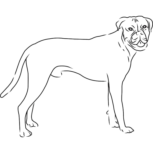 Disegno vettoriale abbozzato a mano di cane boxer