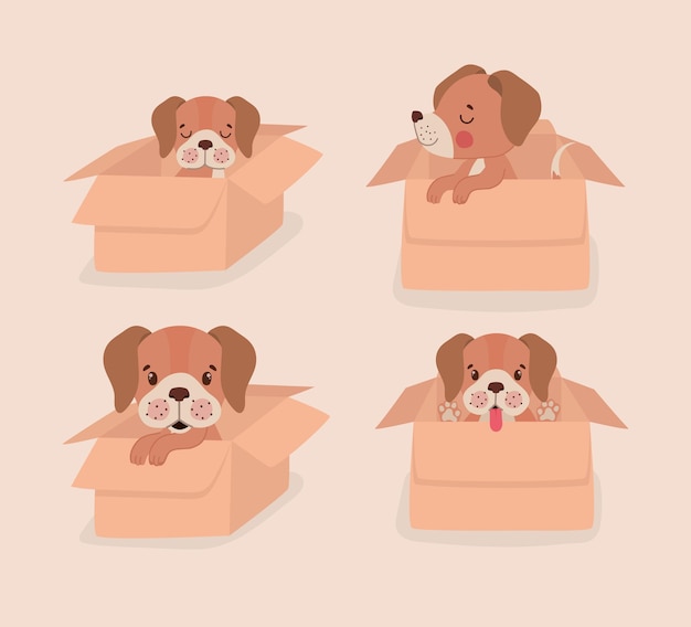 Boxes with puppies