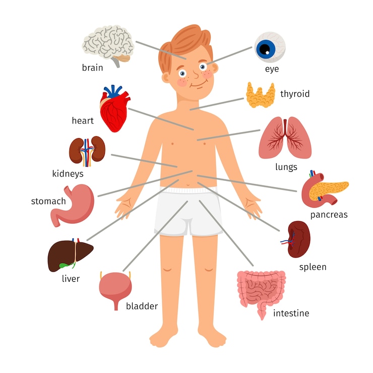 Vector boy lichaam inwendige organen. medische menselijke anatomie voor kinderen, cartoon kind orgel set, schattige jongen ingewanden systeemdiagram geïsoleerd op een witte achtergrond, vectorillustratie