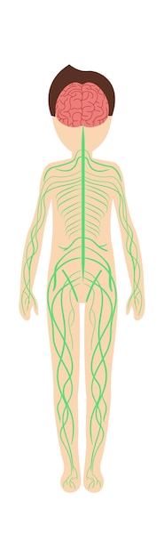 Vector boy nervous system anatomy vector illustration