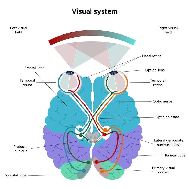 Vector brain anatomy areas parts functions colorful section infographic diagram and visual system