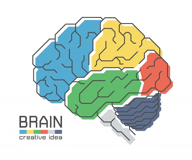 Anatomia del cervello con design a colori piatto e tratto di contorno. concetto di idea creativa