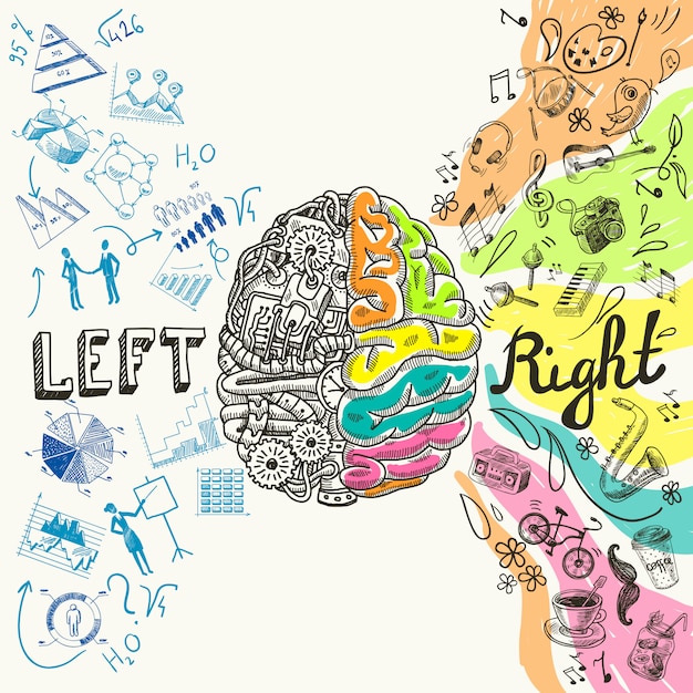 Vector brain hemispheres sketch