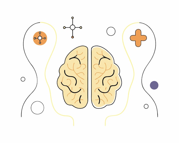 Brain human anatomy biology organ body system health care and medical hand drawn illustration