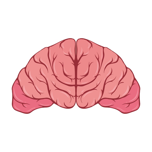 Illustrazioni del cervello su sfondo trasparente