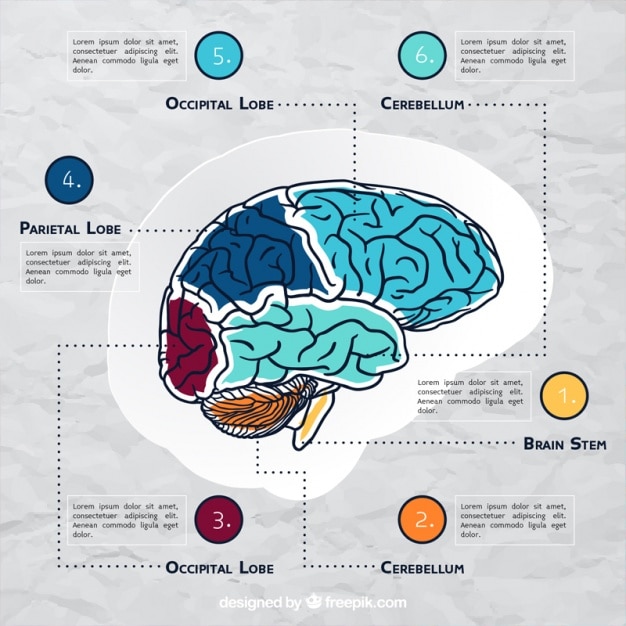 Vector brain infographic template with color details