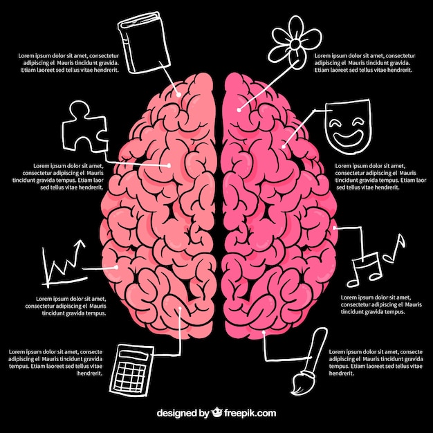 Brain infographics with drawings