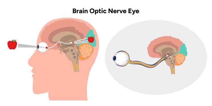 Vector brain optic nerve eye and eye anatomy
