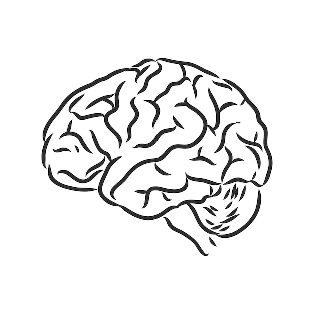 Brain of the person for medical design. Vector sketch. brain vector sketch on a white background