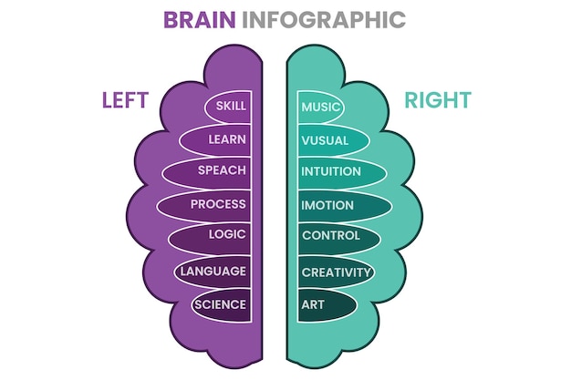 Vector brain structure left analytical and right creative hemispheres infographics set vector illustration