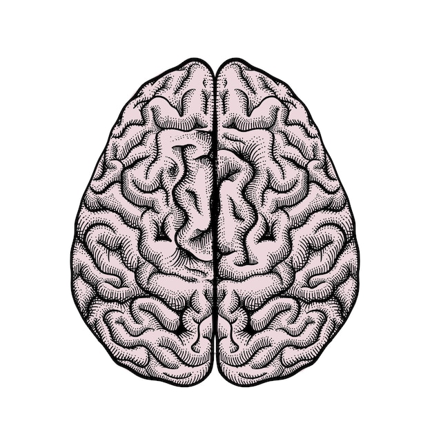Вектор Векторная иллюстрация мозга. иллюстрация гравировки мозга в виде сверху на белом фоне