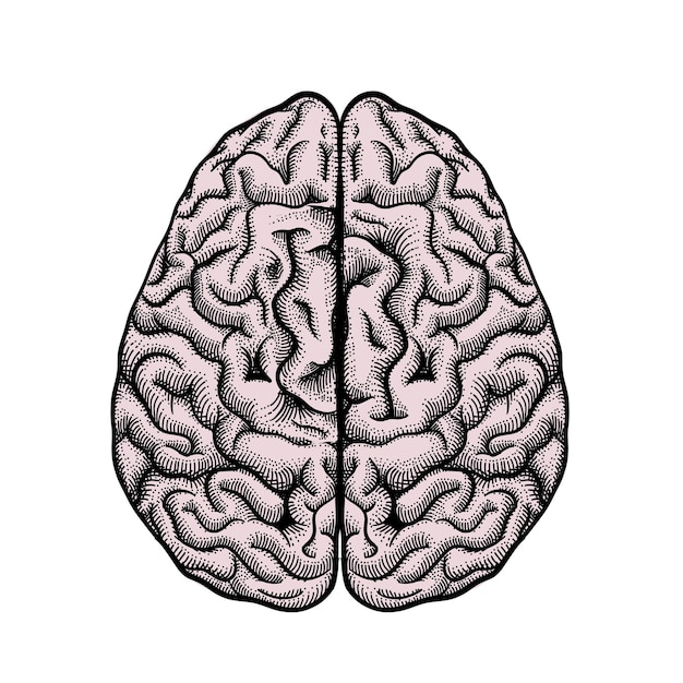 뇌 벡터 일러스트입니다. 흰색 배경에 고립 된 상위 뷰에서 뇌 그림 조각