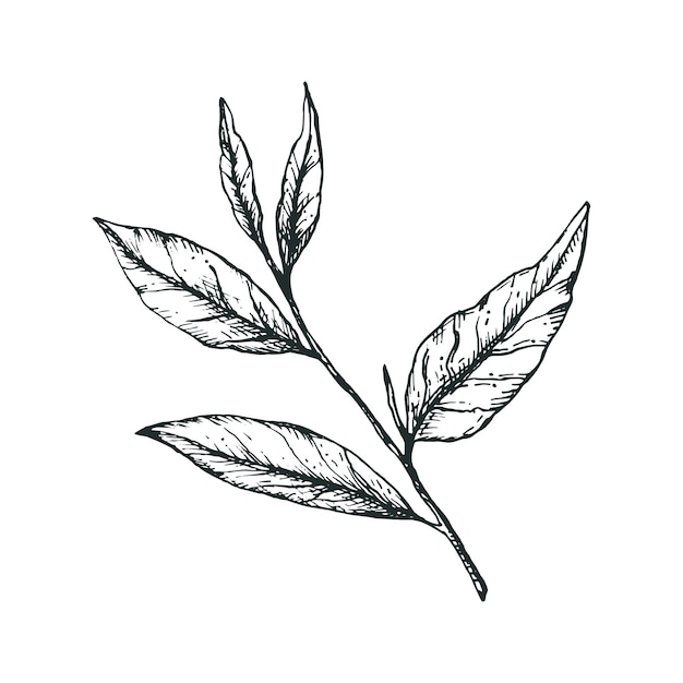 Branch and 5 green tea leaves in a freehand drawing style For logo icon or packaging design