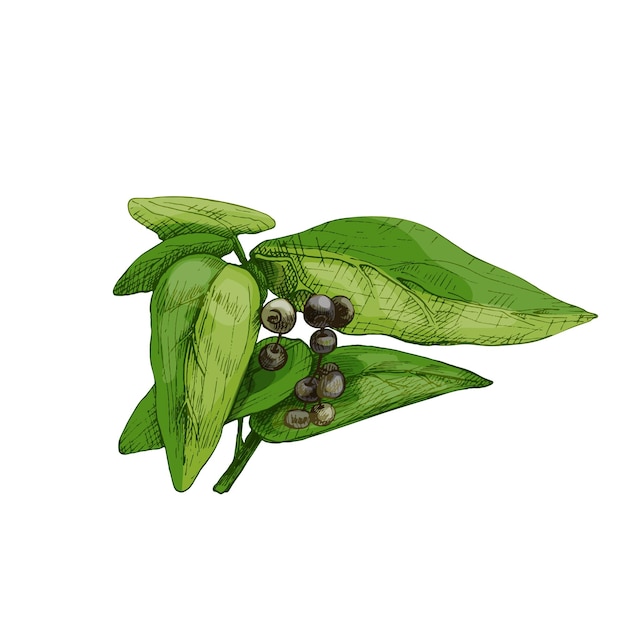 Vector branch of allspice with leaf and seed vintage vector hatching