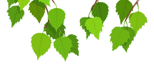 Ветка березы на белом фоне, молодые зеленые листья, яркий весенний фон, векторная иллюстрация