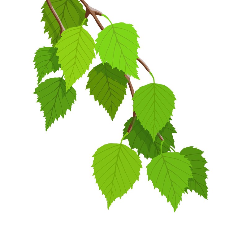 Vector a branch of birch on a white background, young green leaves, spring, vector illustration